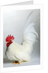Japanese/Shabo Bantam by Anonymous