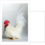 Japanese/Shabo Bantam by Anonymous