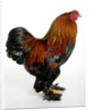 Brahma by Anonymous