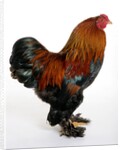 Brahma by Anonymous