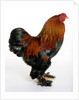 Brahma by Anonymous