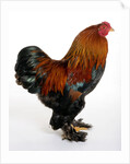 Brahma by Anonymous