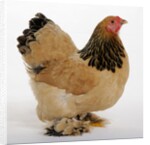 Brahma Bantam by Anonymous