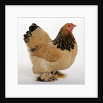 Brahma Bantam by Anonymous