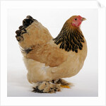 Brahma Bantam by Anonymous