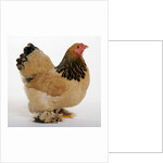 Brahma Bantam by Anonymous