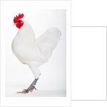 German Langshan by Anonymous