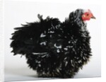 Frizzle by Anonymous