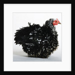 Frizzle by Anonymous