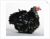 Frizzle by Anonymous
