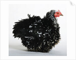 Frizzle by Anonymous