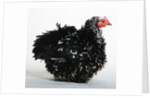 Frizzle by Anonymous