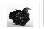 Frizzle by Anonymous