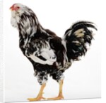 Russian Orloff by Anonymous