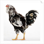 Russian Orloff by Anonymous