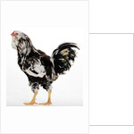 Russian Orloff by Anonymous