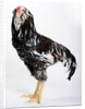 Russian Orloff by Anonymous