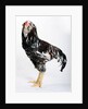 Russian Orloff by Anonymous