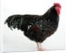 Speckled Sussex by Anonymous