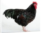 Speckled Sussex by Anonymous