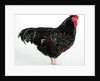 Speckled Sussex by Anonymous