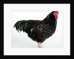 Speckled Sussex by Anonymous