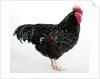 Speckled Sussex by Anonymous