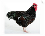 Speckled Sussex by Anonymous