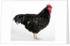 Speckled Sussex by Anonymous
