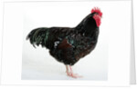 Speckled Sussex by Anonymous