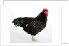 Speckled Sussex by Anonymous