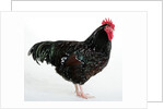 Speckled Sussex by Anonymous