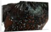 Speckled Plumage by Anonymous