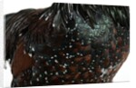 Speckled Plumage by Anonymous