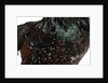 Speckled Plumage by Anonymous