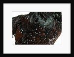 Speckled Plumage by Anonymous
