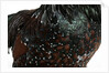 Speckled Plumage by Anonymous