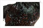 Speckled Plumage by Anonymous