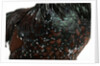 Speckled Plumage by Anonymous