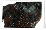 Speckled Plumage by Anonymous