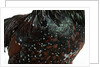 Speckled Plumage by Anonymous