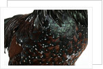 Speckled Plumage by Anonymous