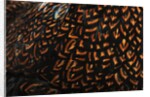 Doubled Laced feather pattern by Anonymous