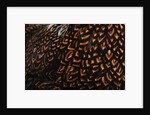 Doubled Laced feather pattern by Anonymous