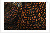 Doubled Laced feather pattern by Anonymous