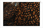 Doubled Laced feather pattern by Anonymous