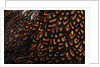 Doubled Laced feather pattern by Anonymous