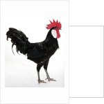 White-faced Black Spanish by Anonymous