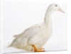 Aylesbury Duck by Anonymous