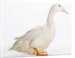 Aylesbury Duck by Anonymous